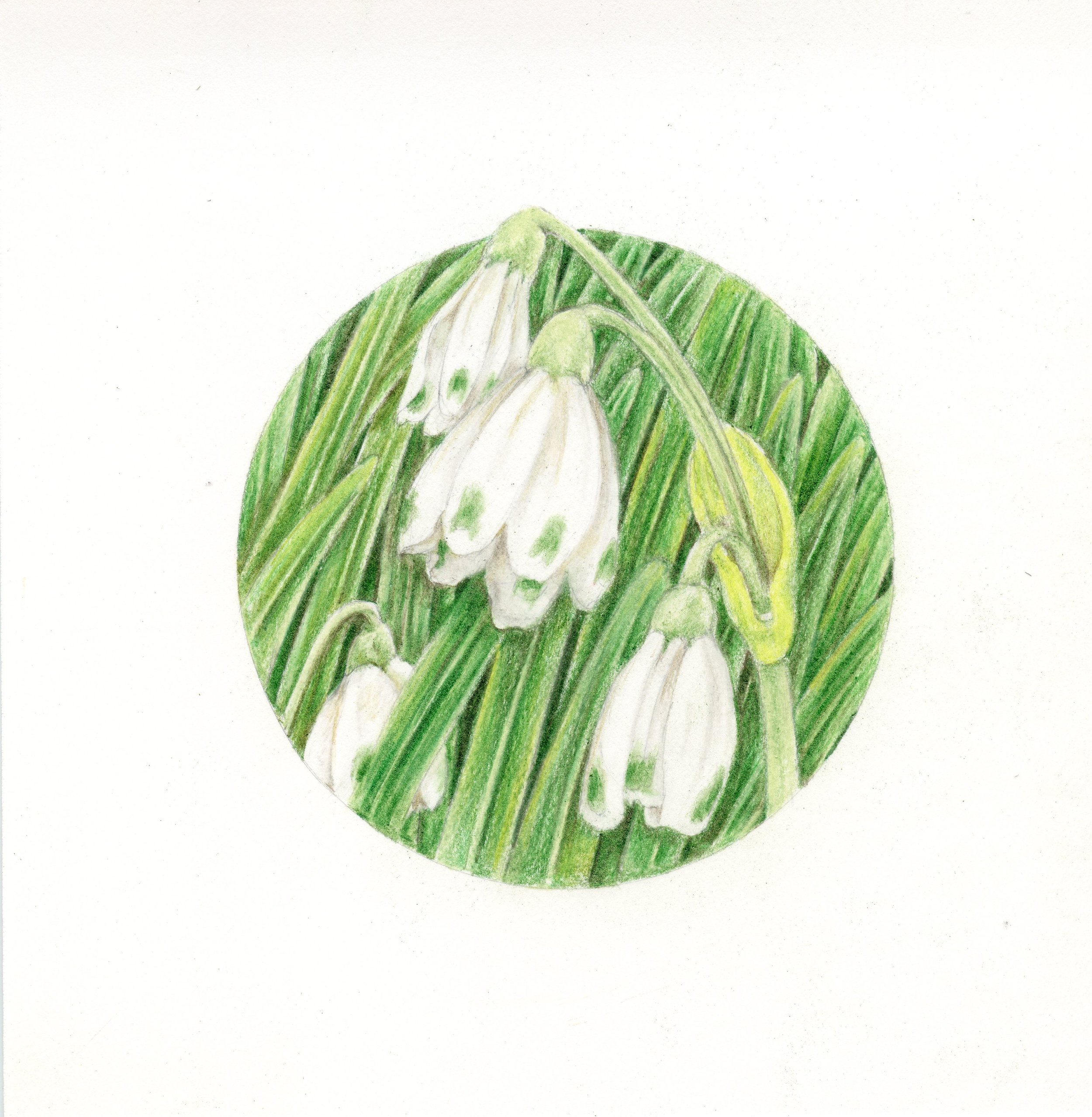 Snowdrops