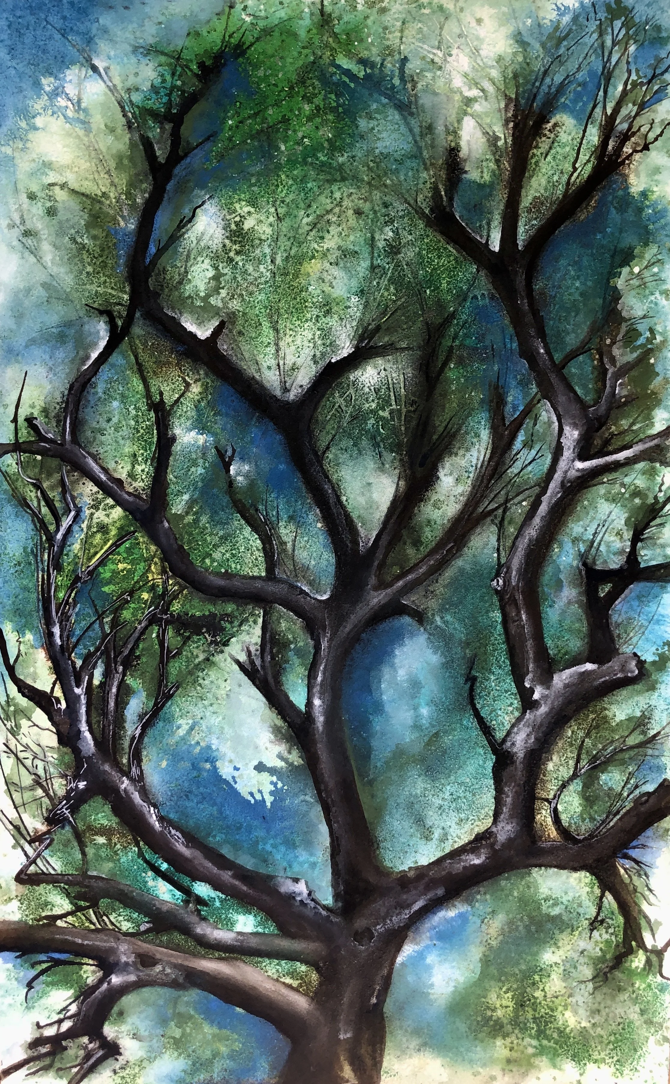 Looking Up Climbing Tree.JPG