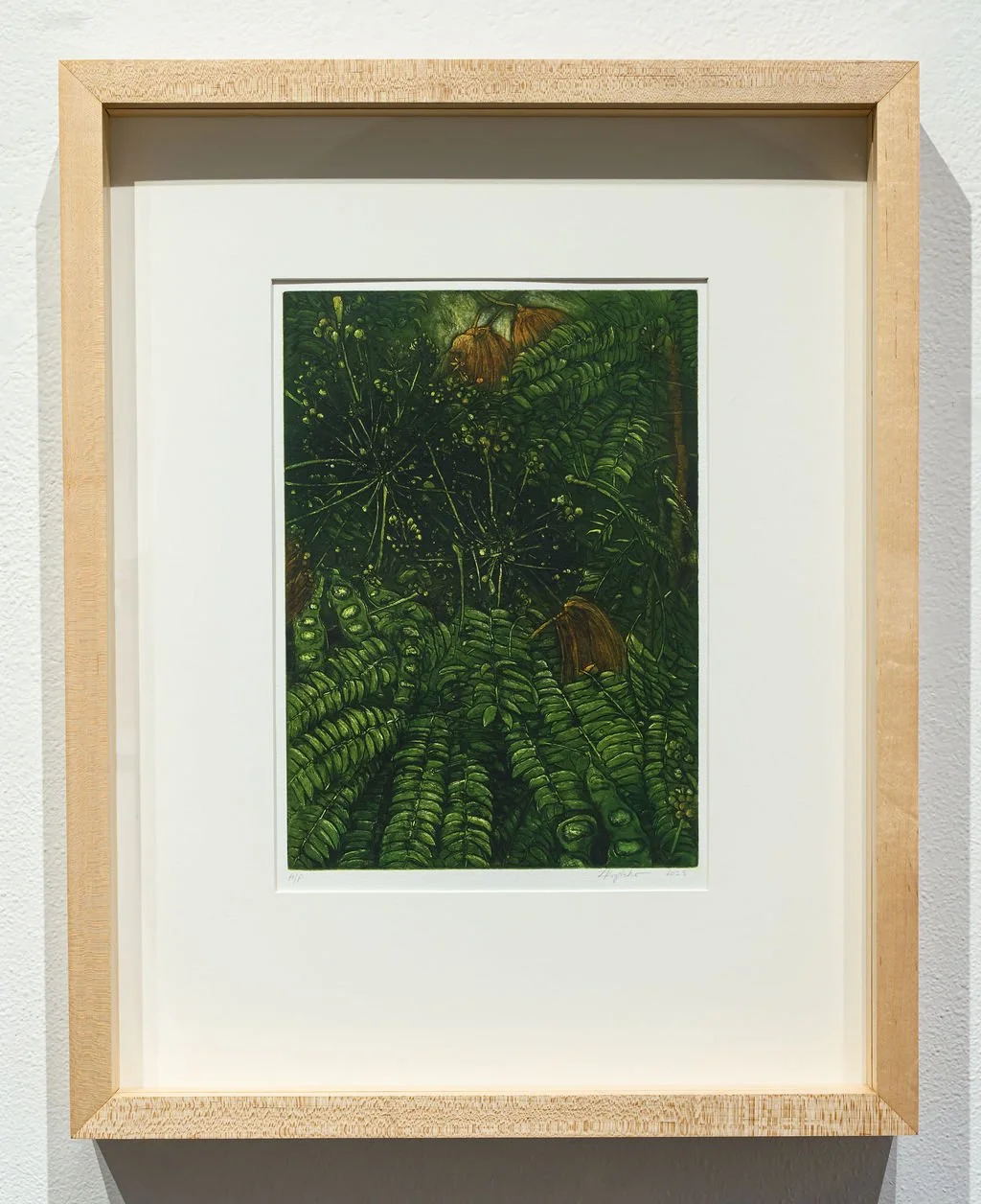 Mimosa (Albizia julibrissin)