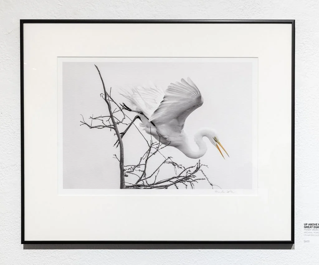 Up Above My Head: Great Egret
