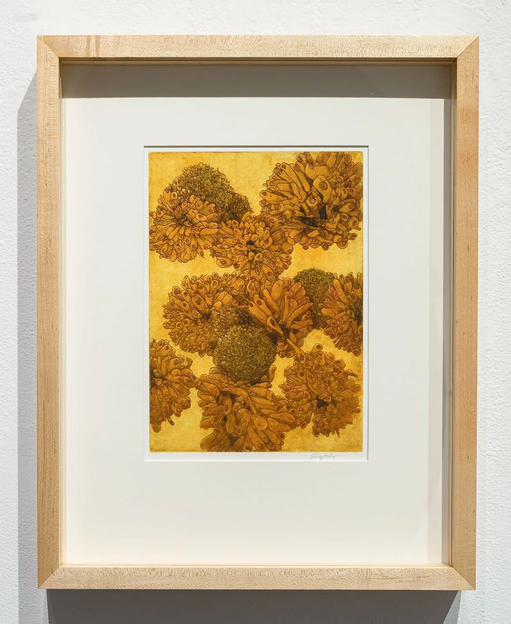 Paper Mulberry (Broussonetia papyrifera) I