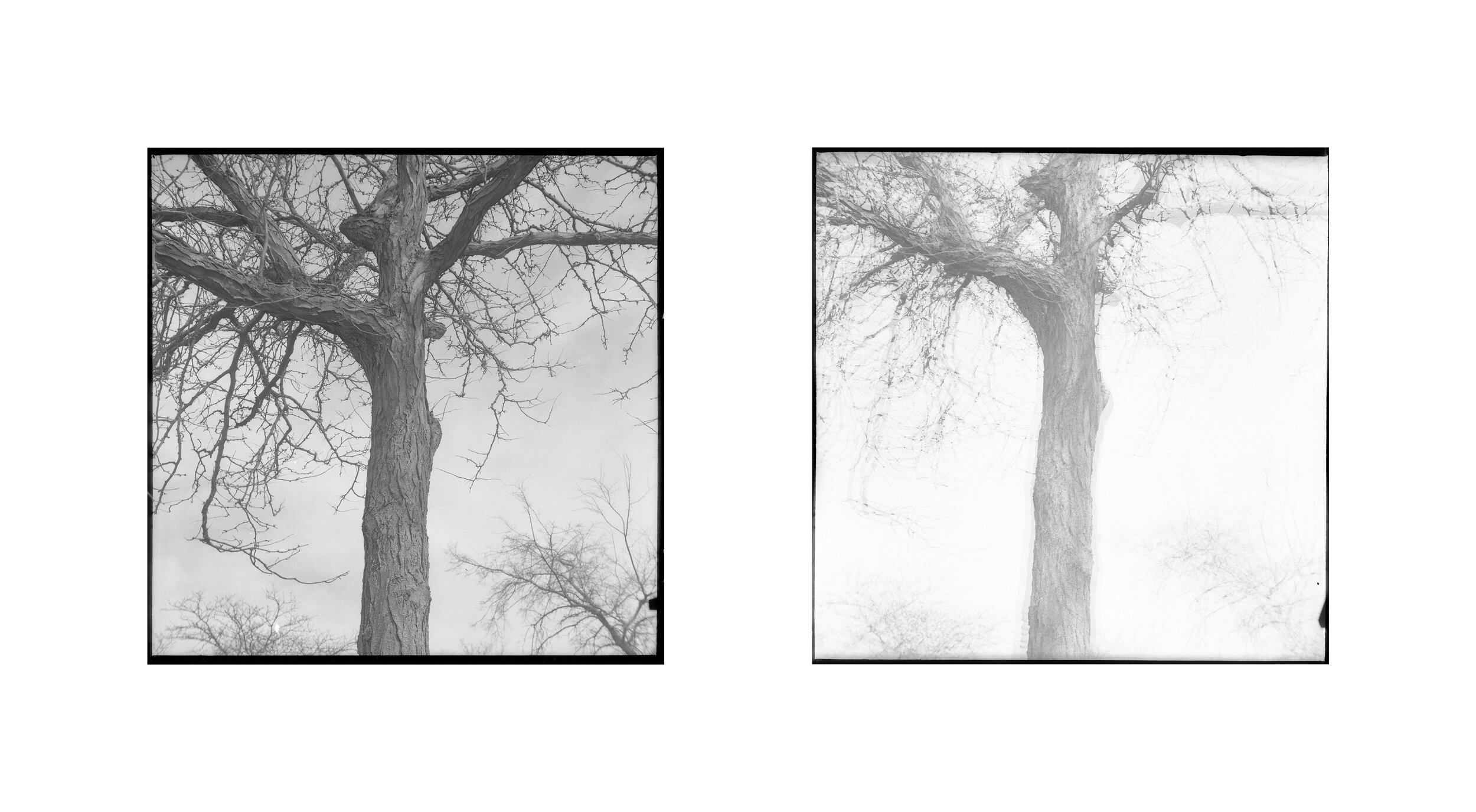 diptych6.jpg