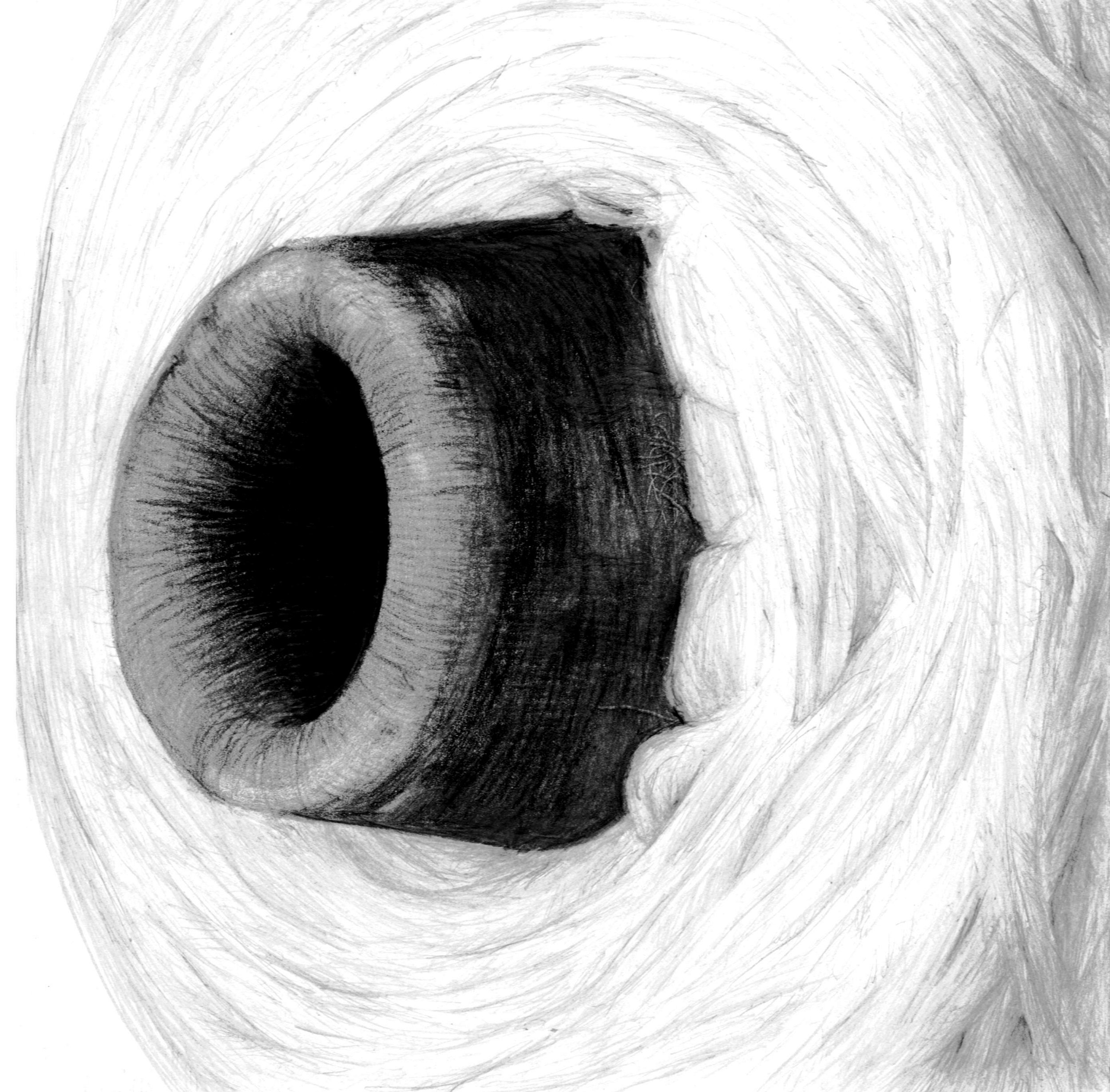 Advanced Placement Drawing Graphite on Paper
