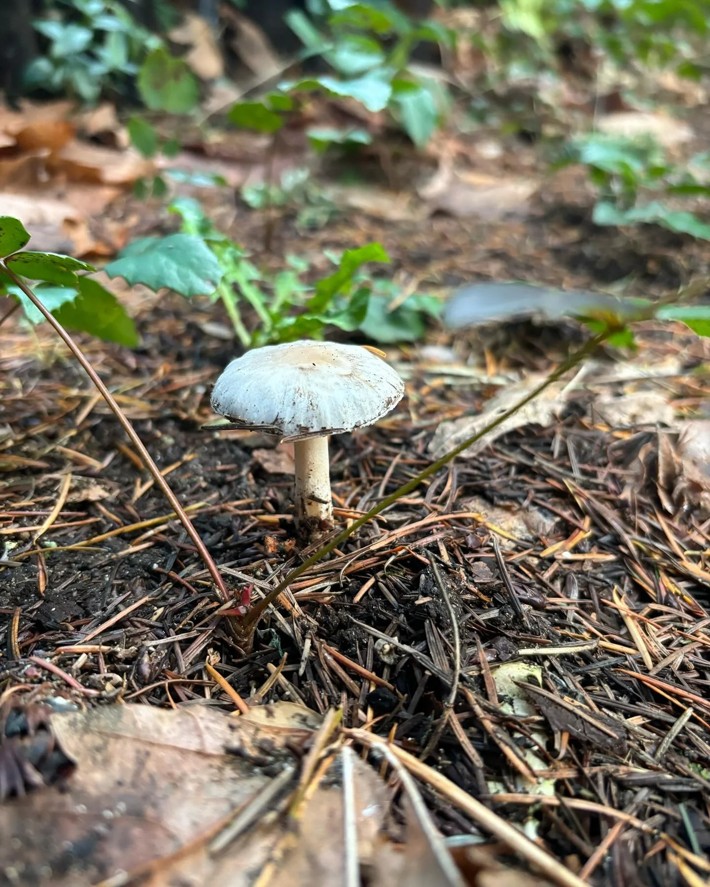 #mushroommushroom