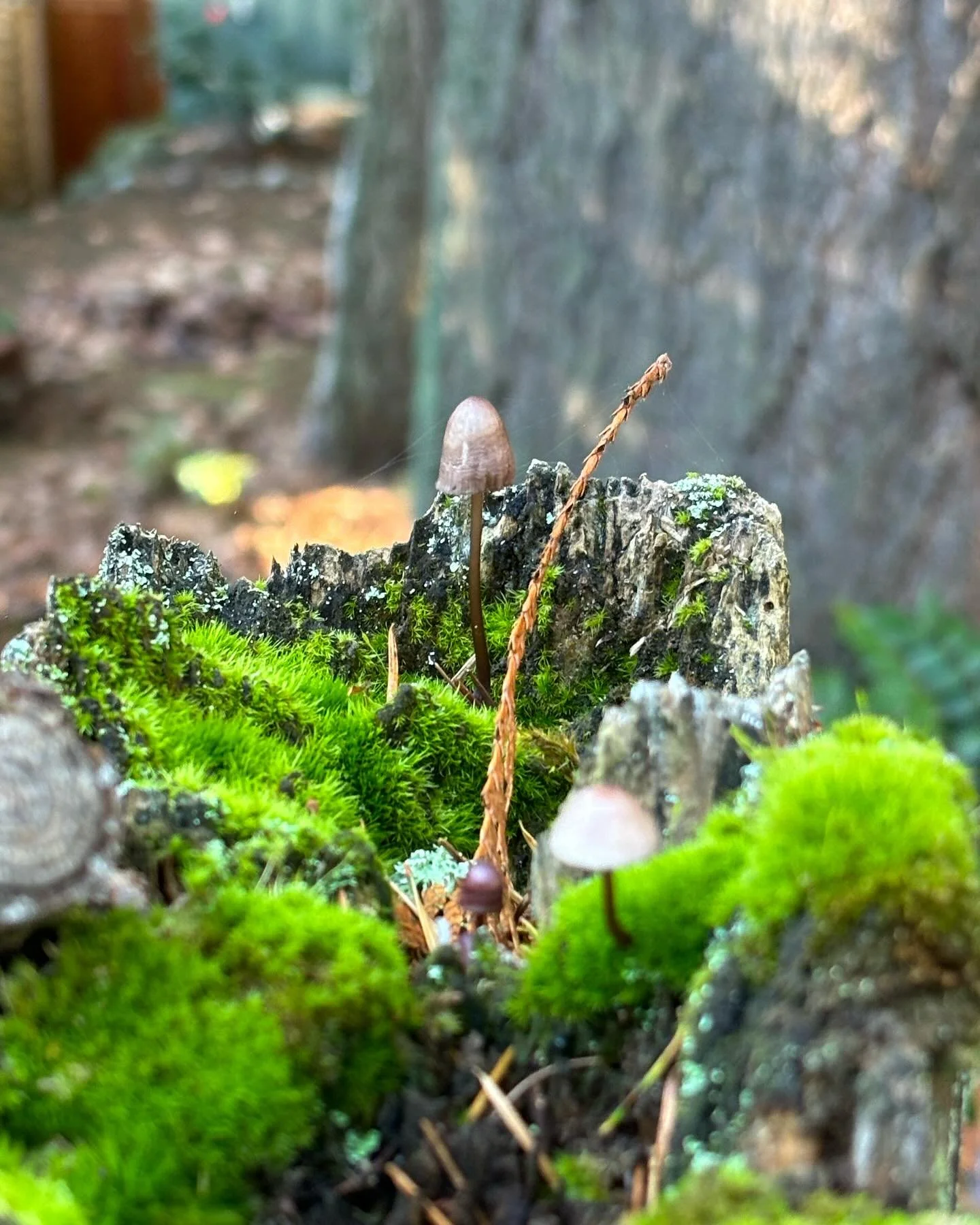 Tiny #mushroommushroom