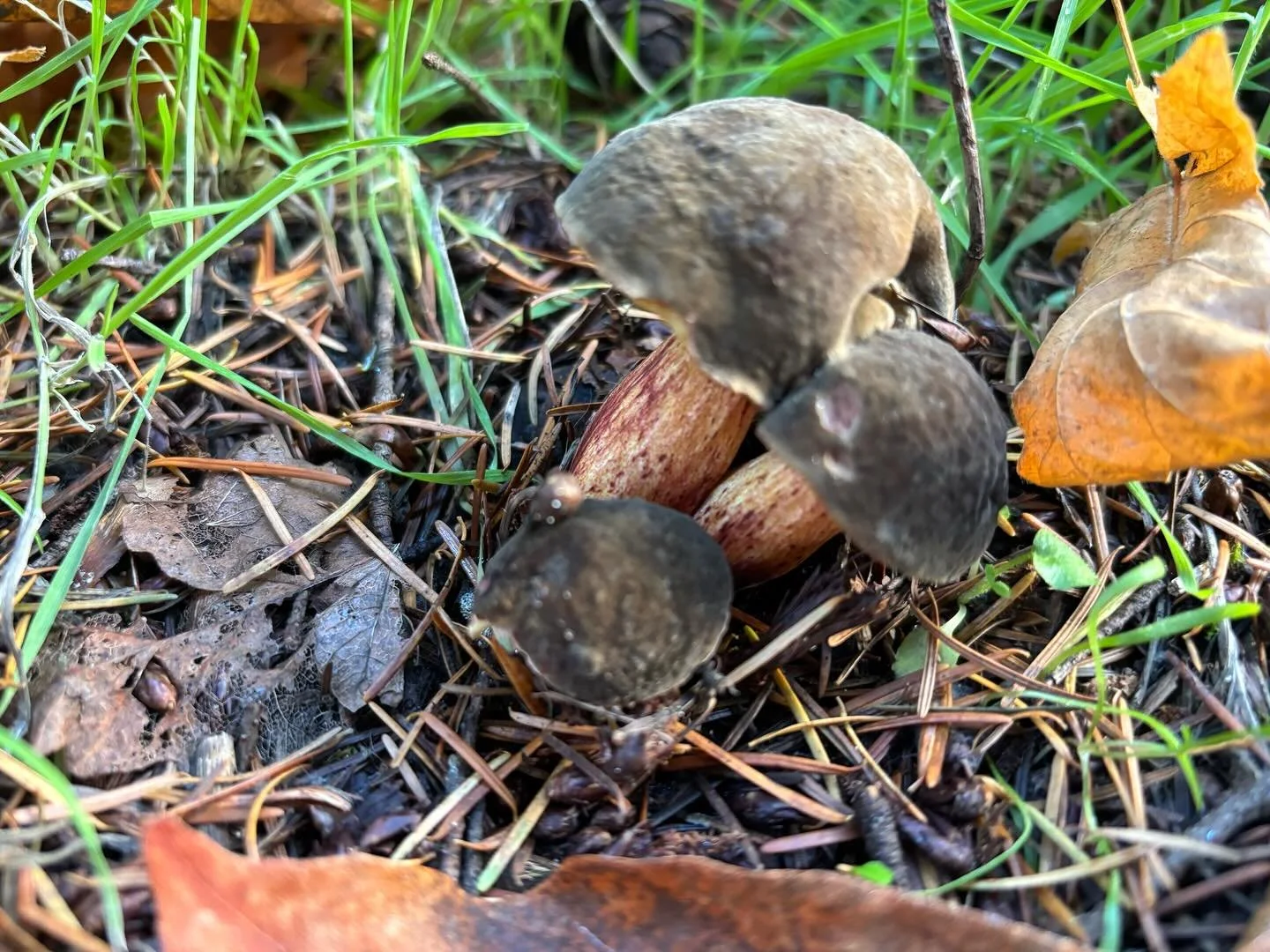 #mushroommushroom