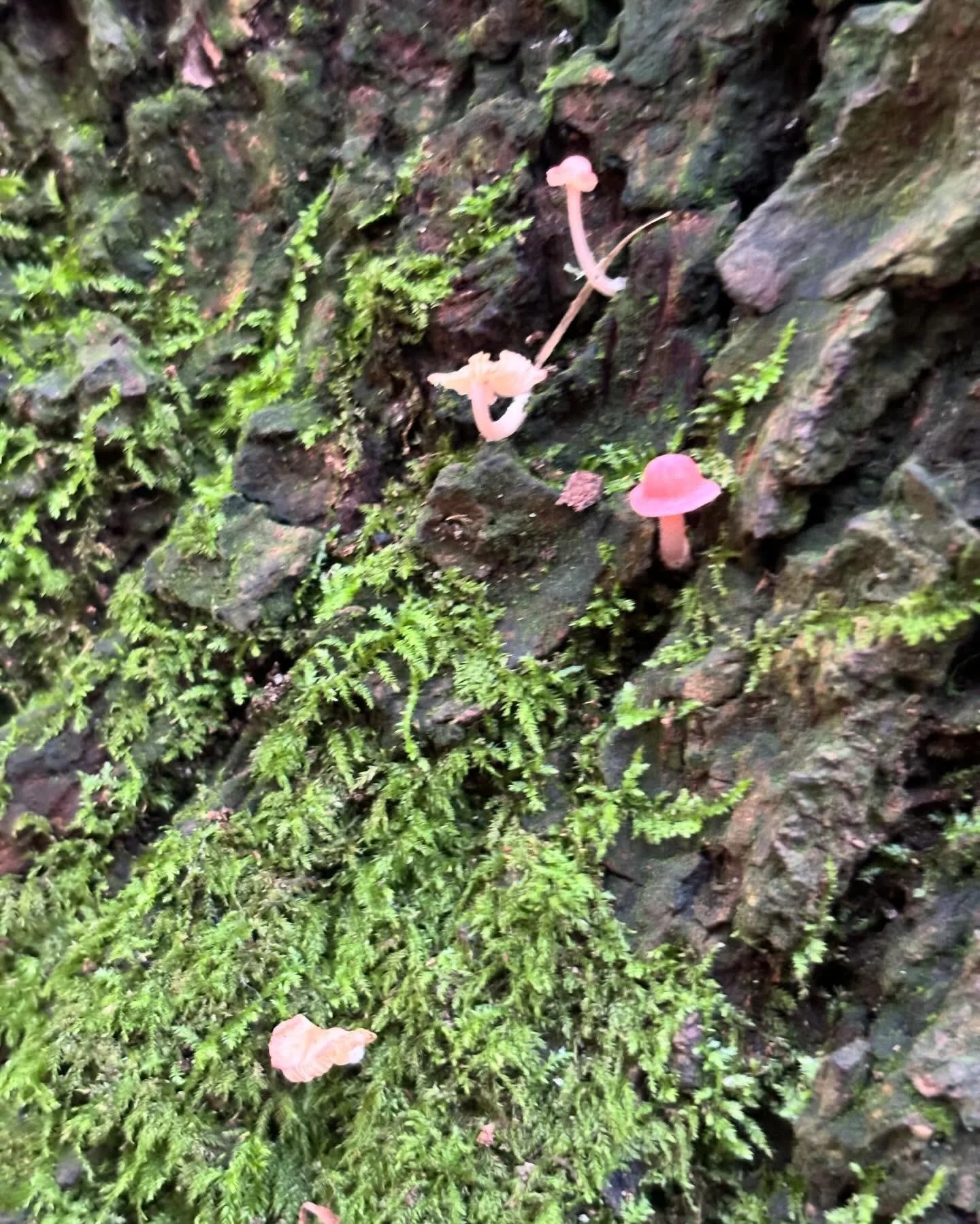 Tiny #mushroommushroom