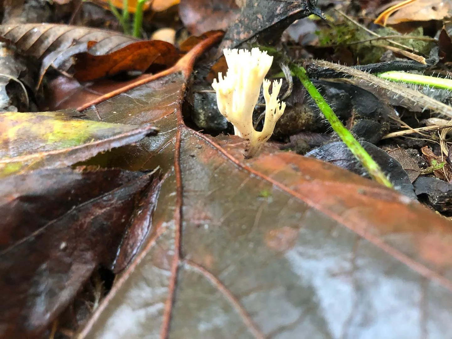 Annoying everyone on the family walk to capture these... #mushroommushroom