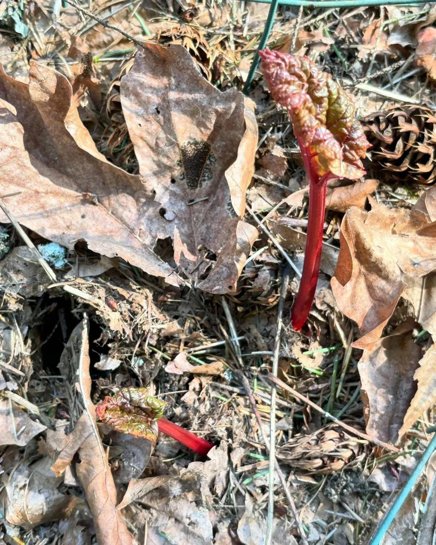 Rhubarb emerges.