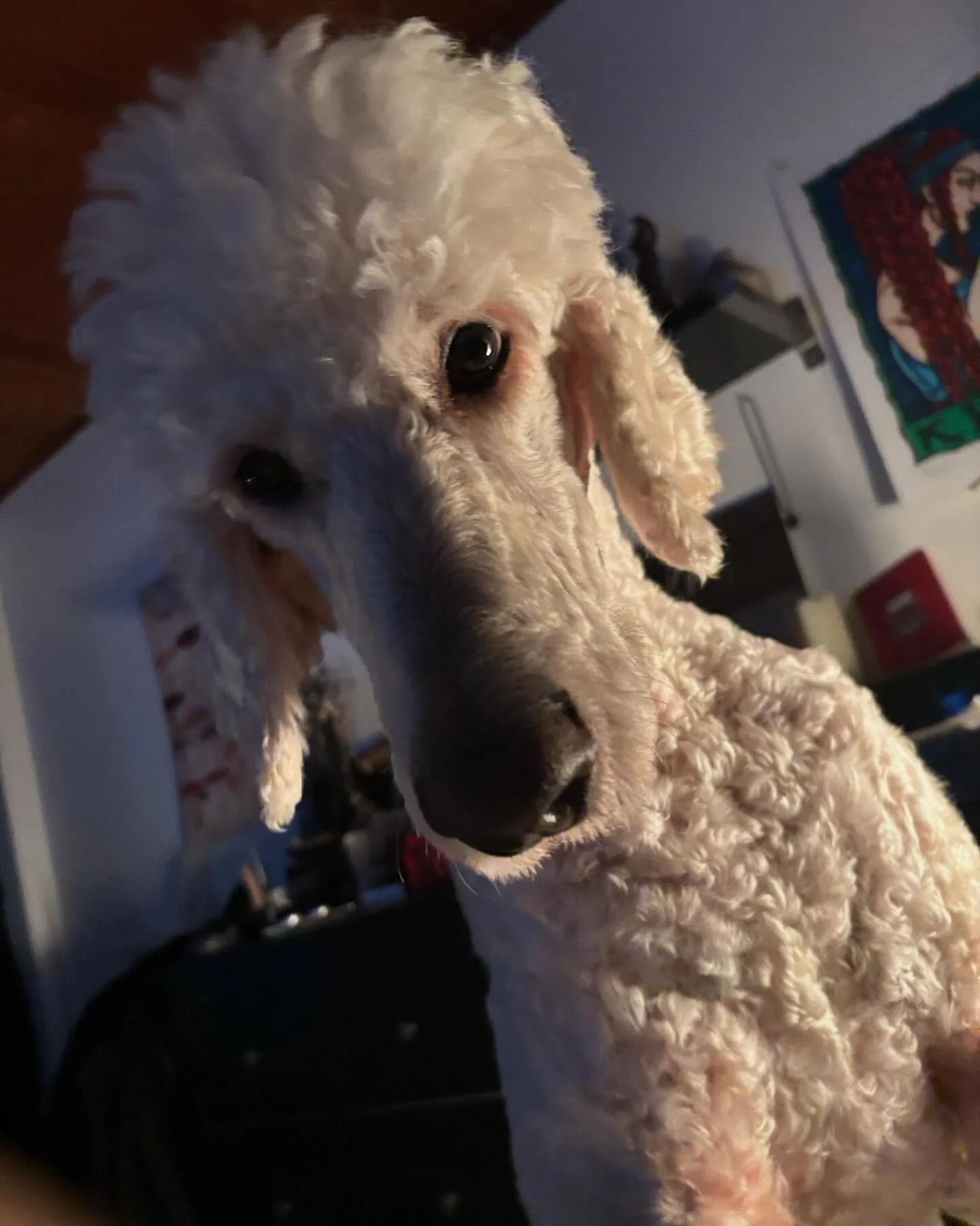 Long time friends, and trouble makers of the good (best) kind, have just lost everything in the LA fires. If you can contribute to helping them get to the next phase of life, please consider contributing. Bear for attention tax. https://www.gofundme.