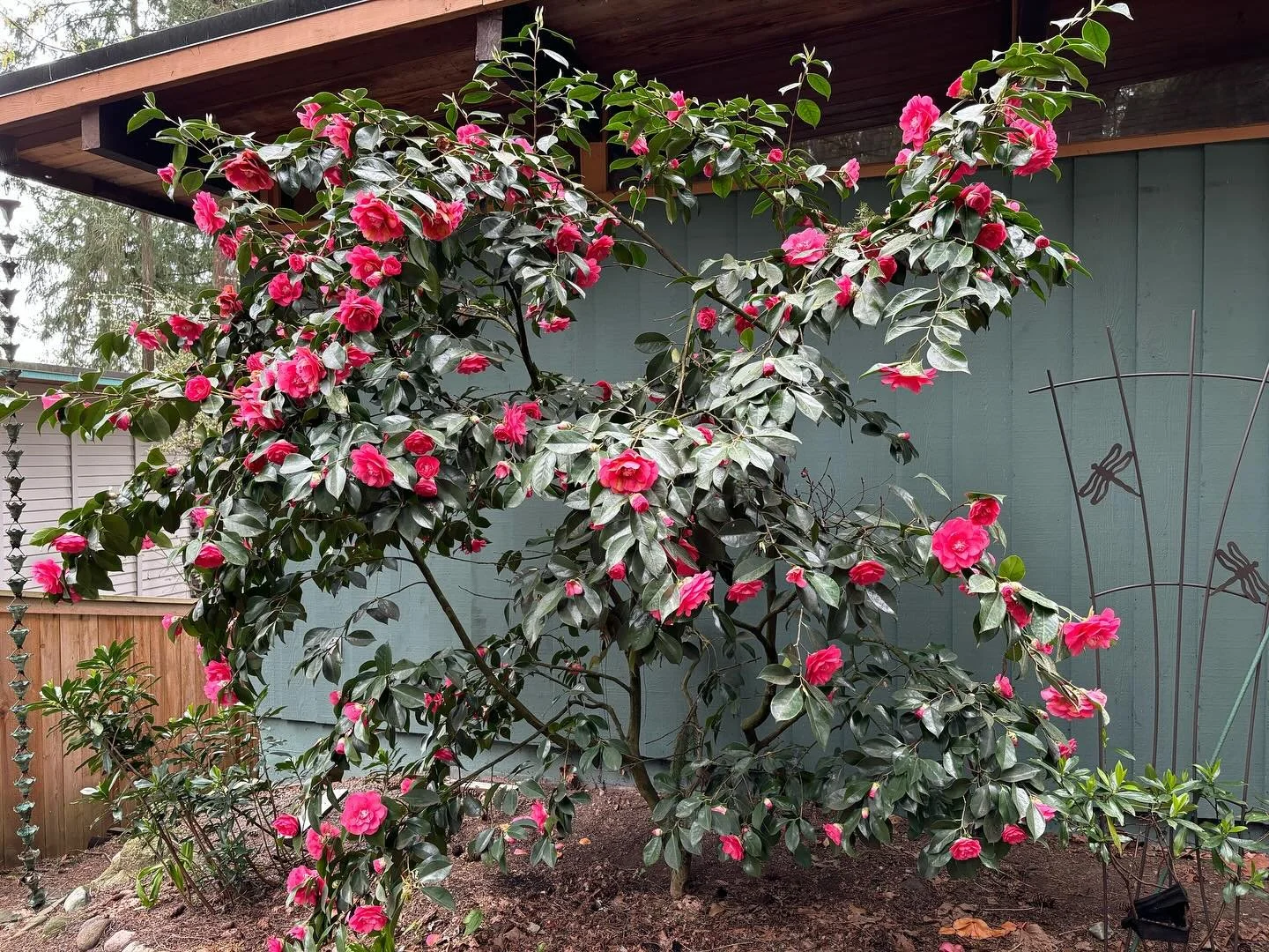 Nothing, nothing, nothing, nothing, the BOOM! ALL THE FLOWERS!🌺