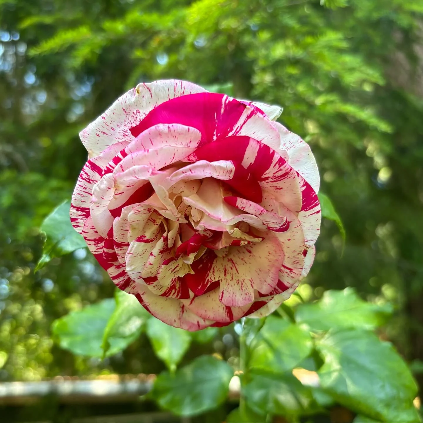 The rosebush I got in memory of my paternal grandmother who grew amazing roses (that my mother is still tending). It&rsquo;s a tea rose and has the most amazing scent. &hearts;️🌹