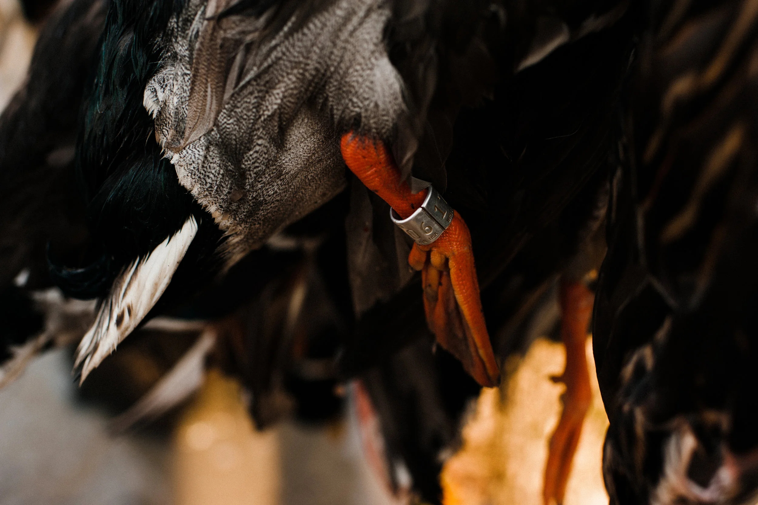 CodyBennettPhoto_Waterfowl_11.jpg