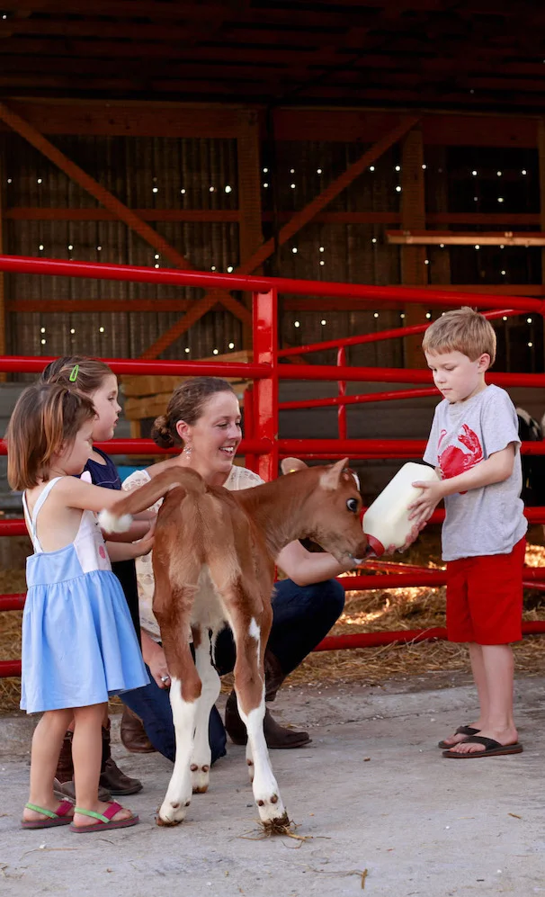 fawn view feeding-calf-copy.jpeg