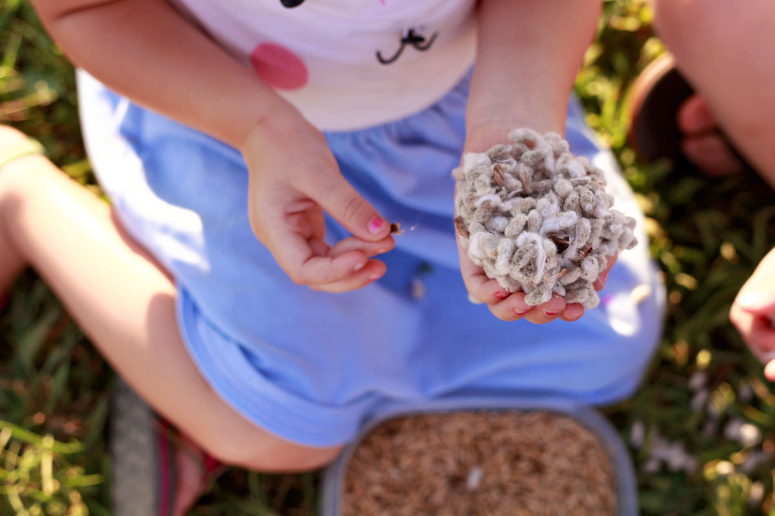 Cotton Seed and hands.jpg