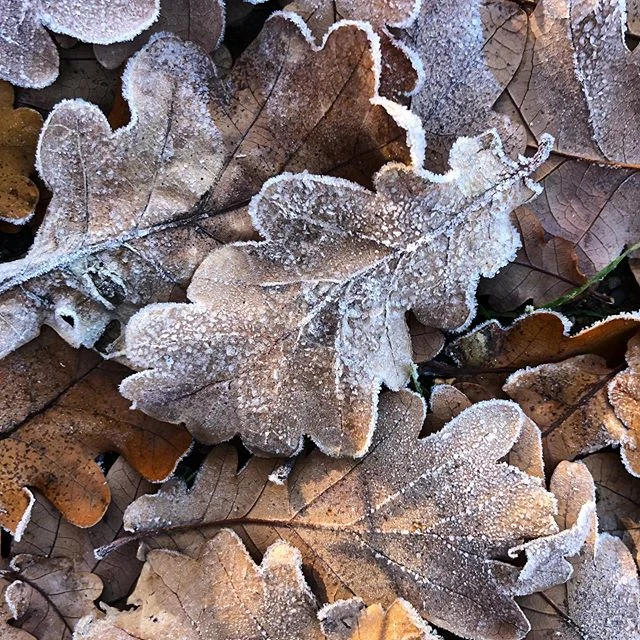 Early frosty mornings #basketrange #uraidla #imagineuraidla