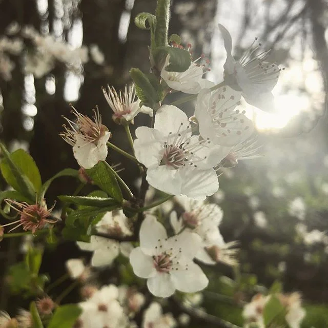 Spring magic ✨