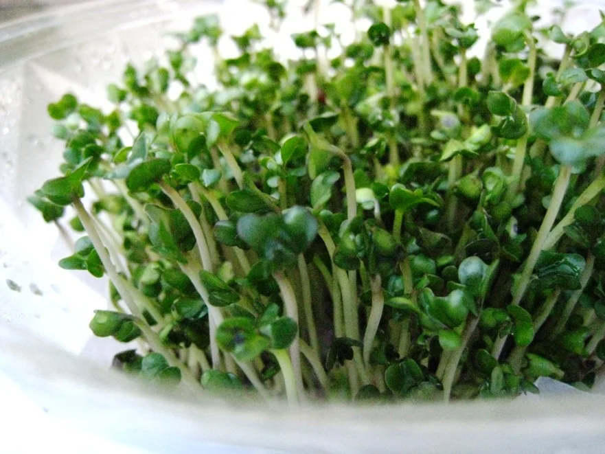 img_broccoli-sprouts.jpg