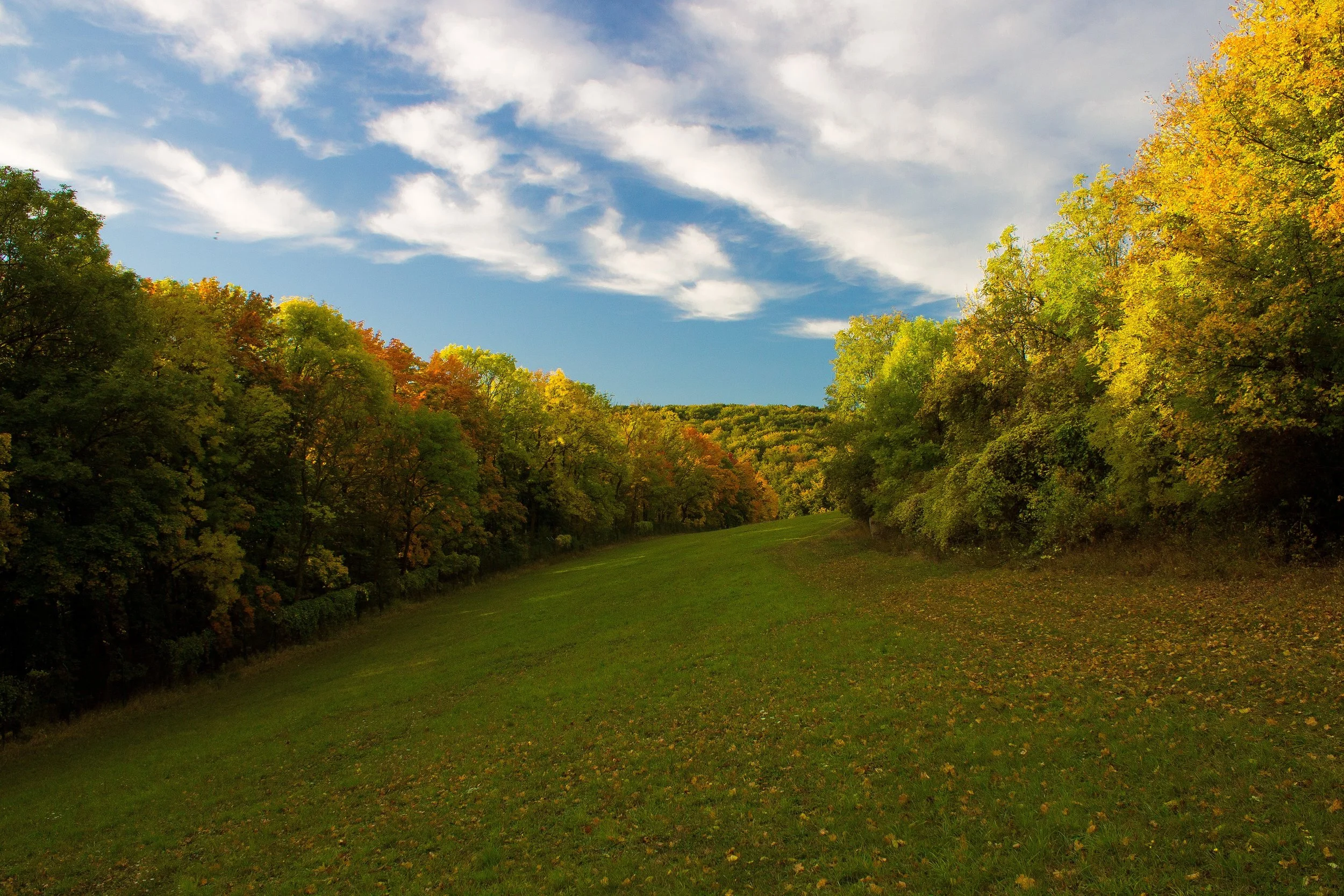 autumn_deciduous_trees_deciduous_forest.jpg