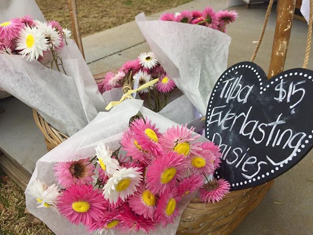 Mountain View Everlasting Daisies gracing the Floriade space π #floriade2019 #everlastings #freshflowers #smallbusiness #pretty #blooming #glowing