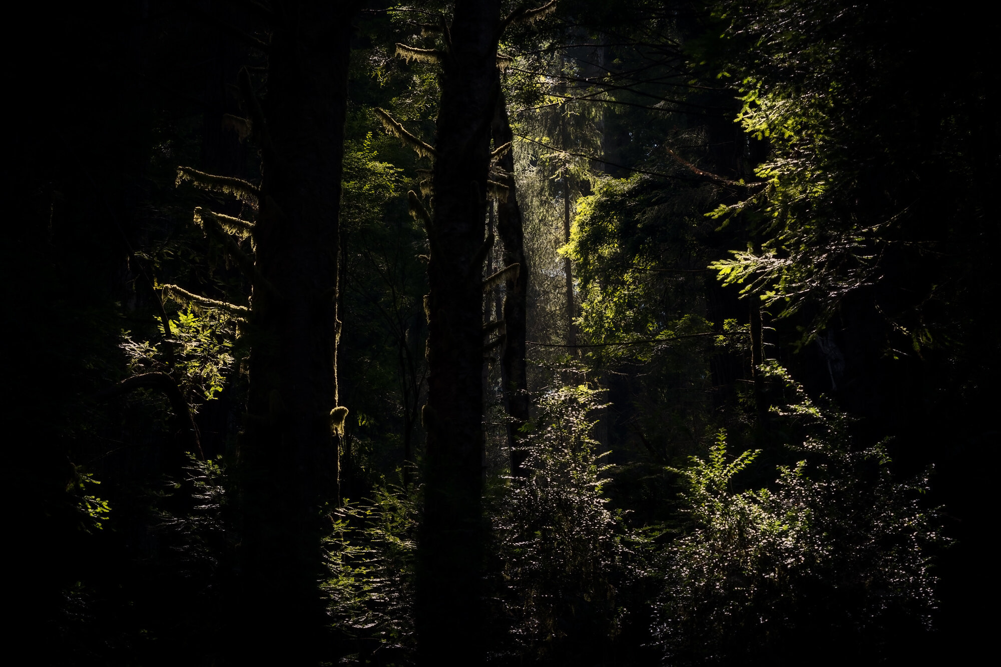 From-darkness---Forest.jpg