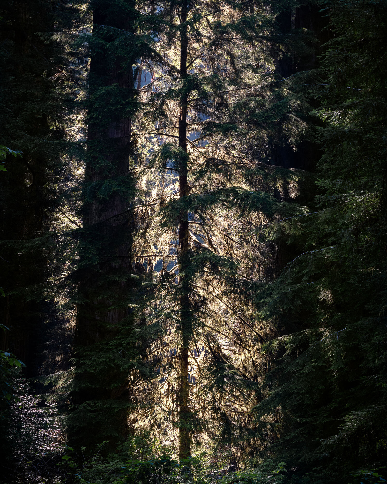 Light-always-filters-through---Forest.jpg