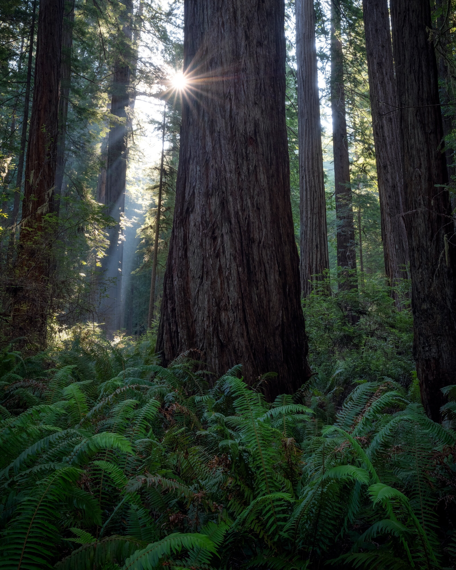 Sunstar-in-redwoods---Forest.jpg