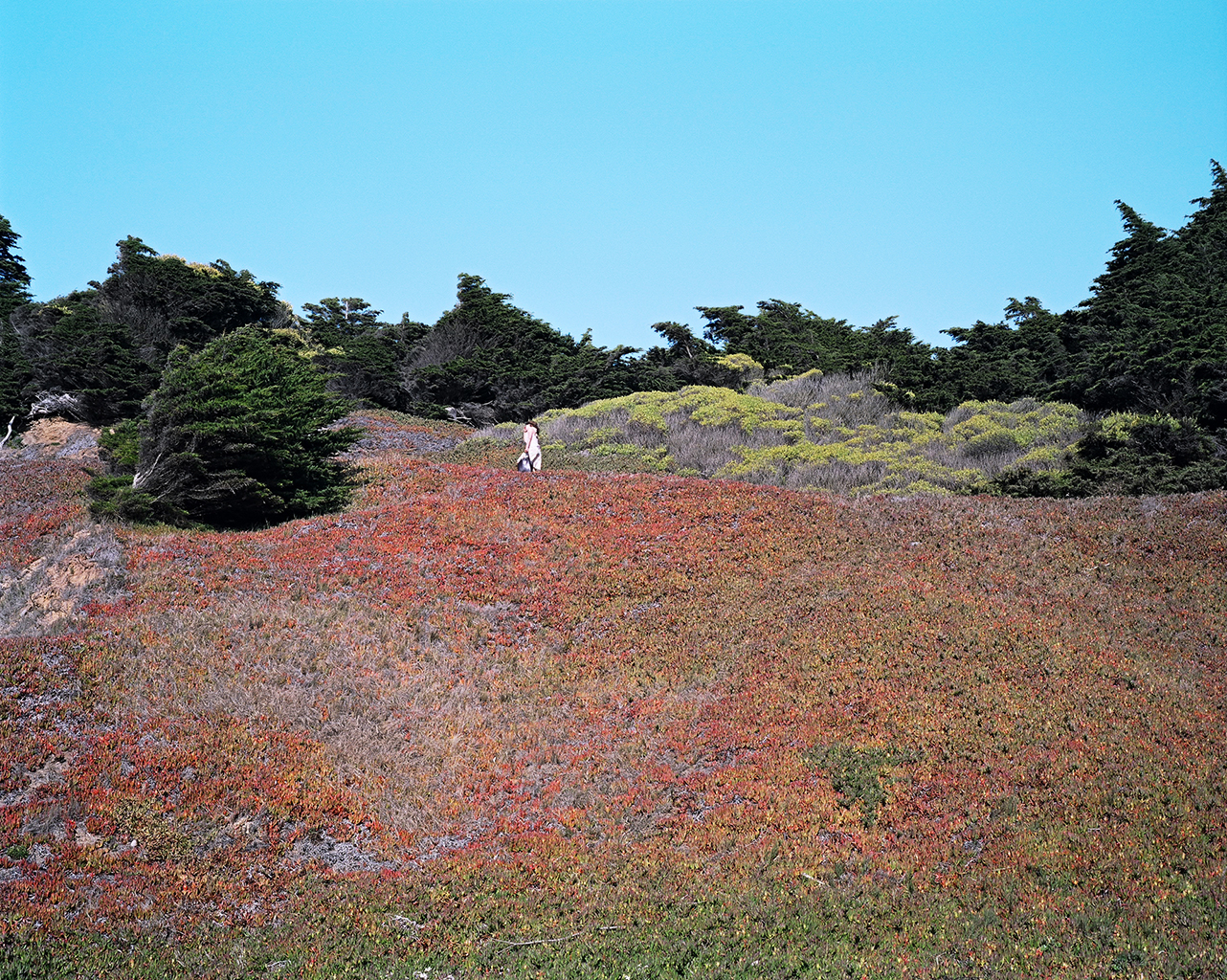 Hillside, San Francisco, 2012