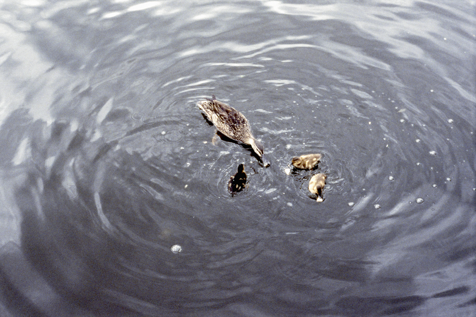 Ducks in the Lagoon, 2014
