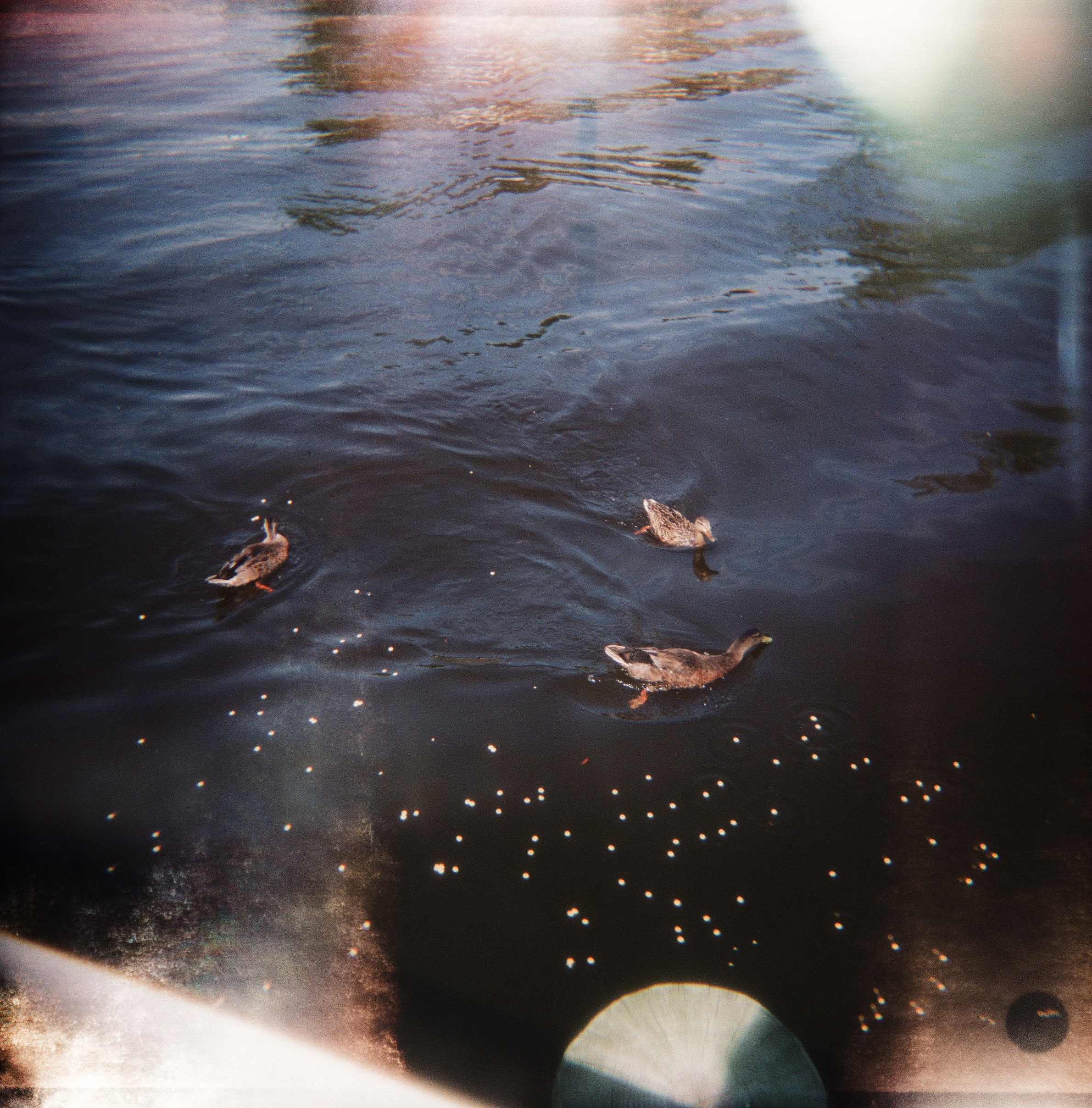 Ducks in the Lagoon, No 2, 2016