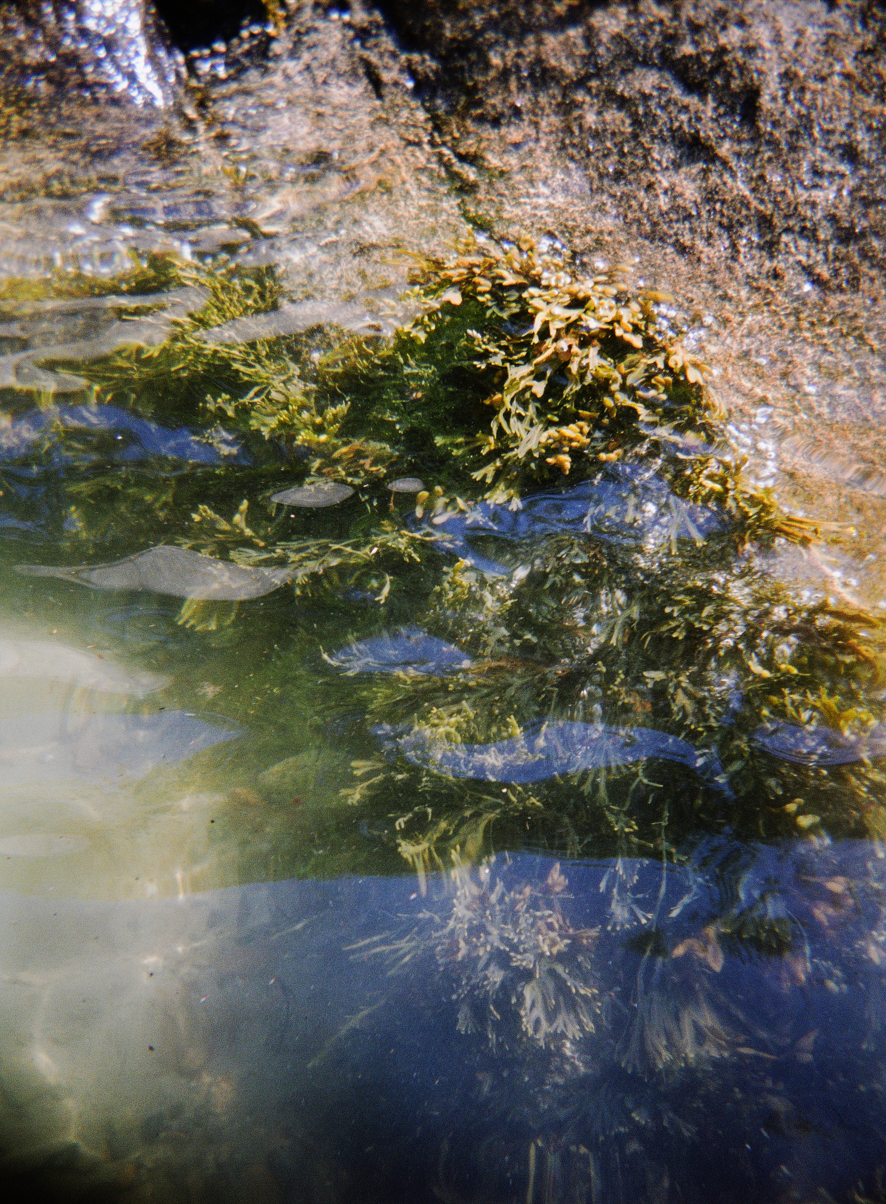 Pool No. 1, Half Moon Beach, 2016