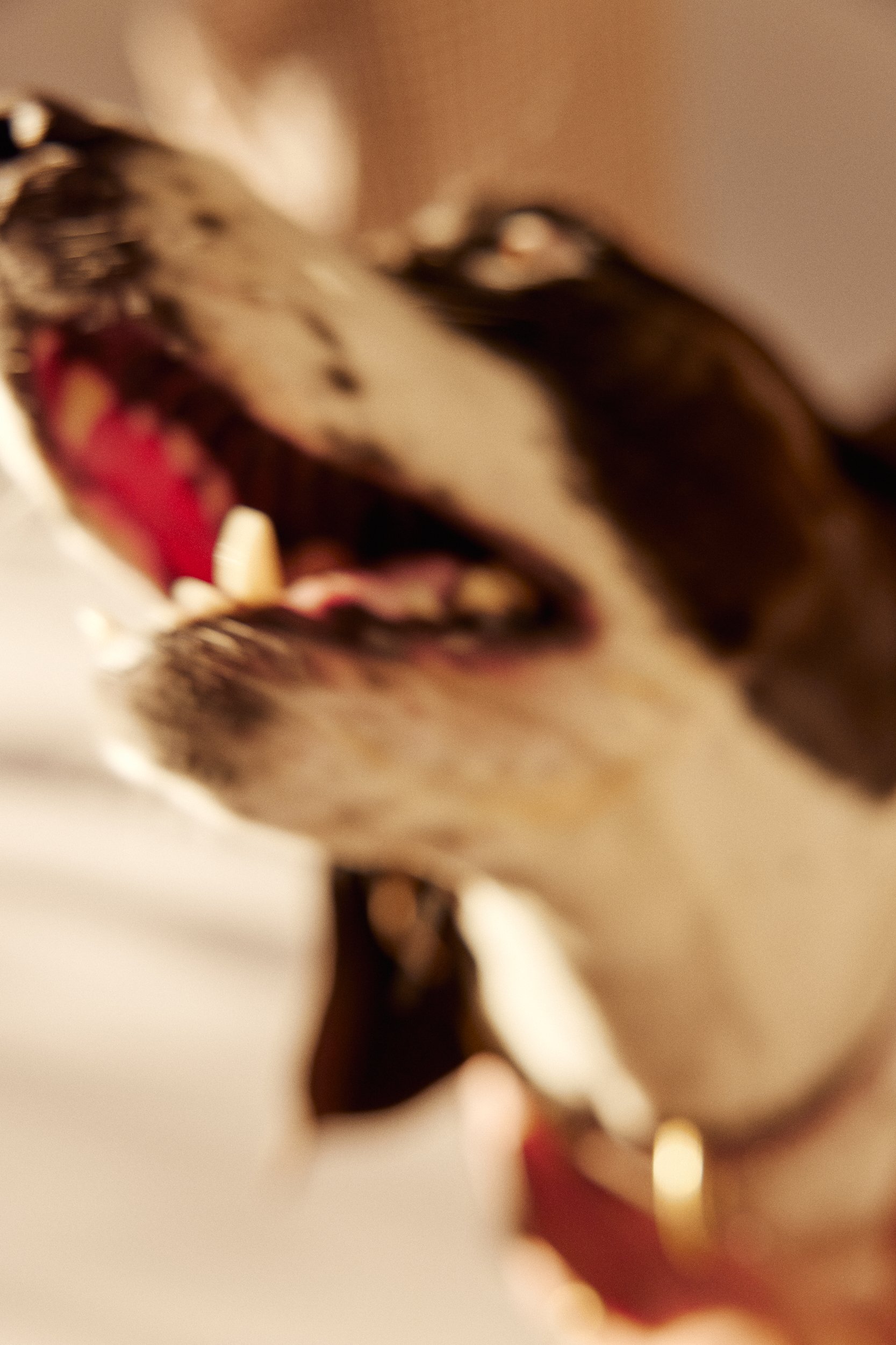 240519_Pun_Snoops_0377_small.jpg
