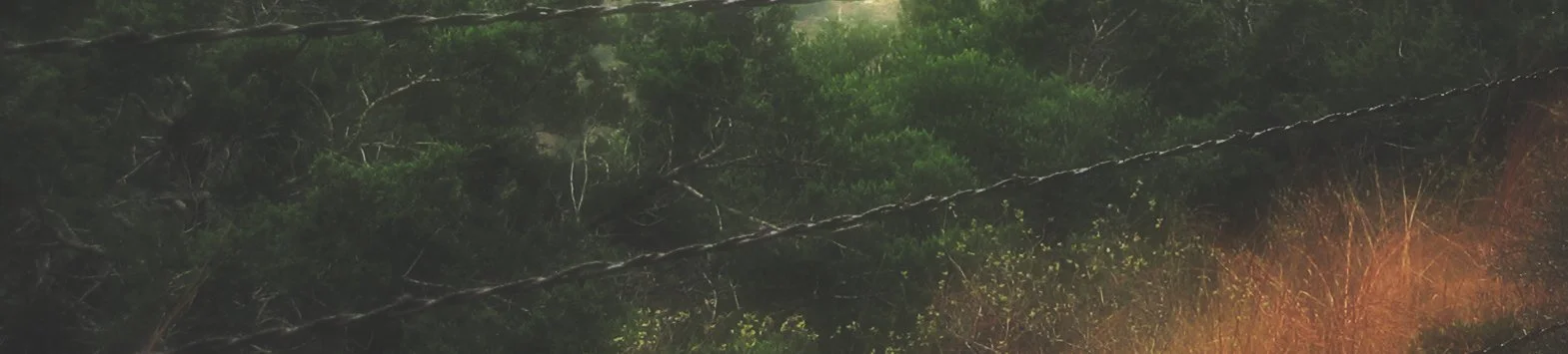 juniper and wire_soft fade.jpeg