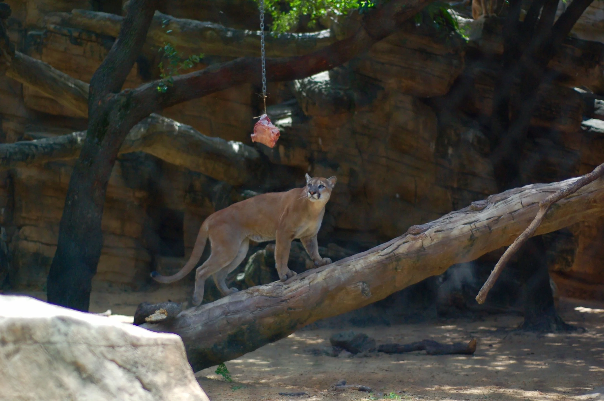 University of Houston mascot Shasta being fed at the Houston Zoo. Photo Courtesy of Kyrie Bouressa