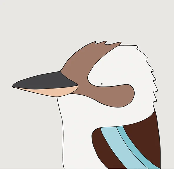 Kookaburra