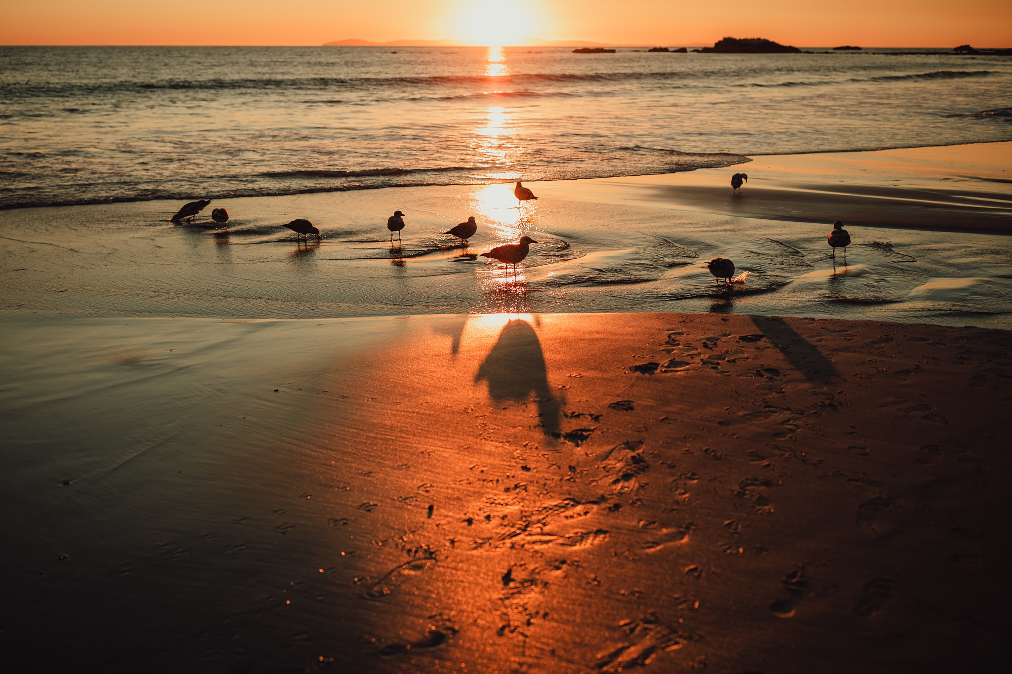 birds in puddle at beach during sunset | Whidbey Island family photographer