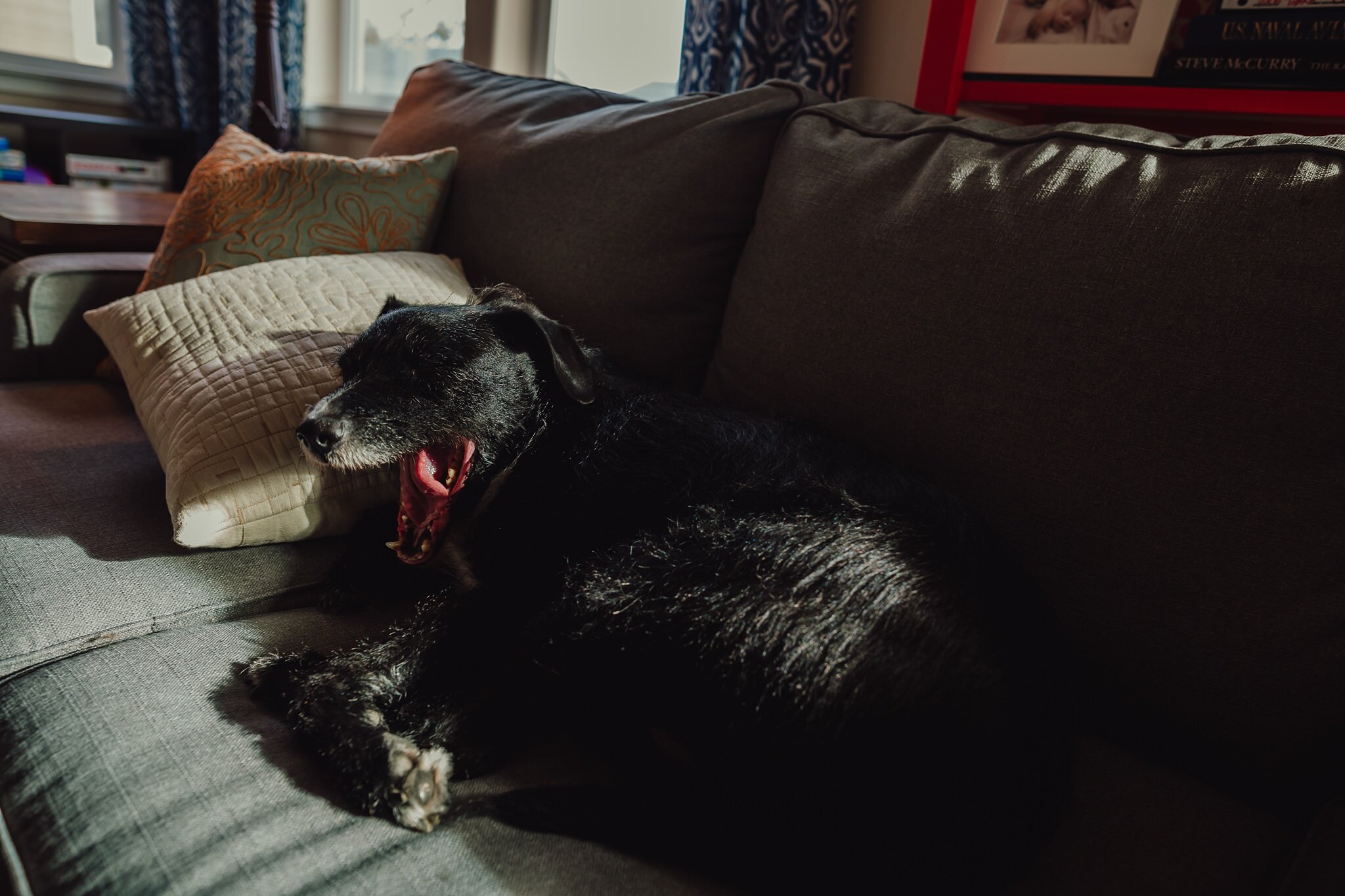 dog yawns on couch
