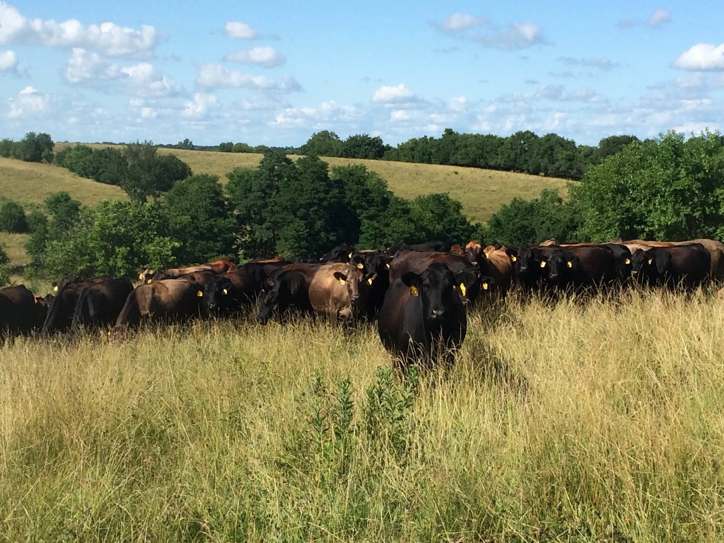 lacona-herd-2.jpg
