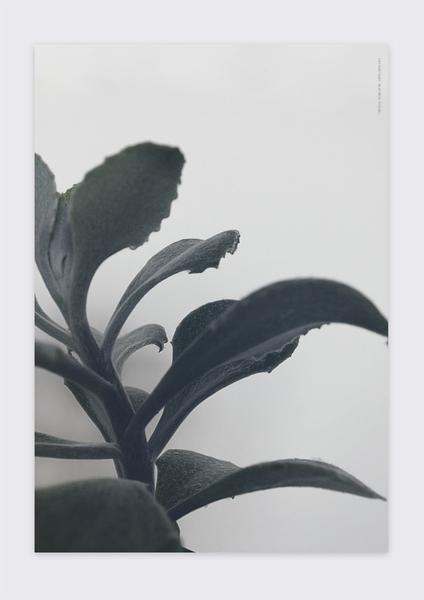 Succulent_1_1024x1024_32f35121-e125-47e4-8c4a-11c42527ade5_grande.jpg