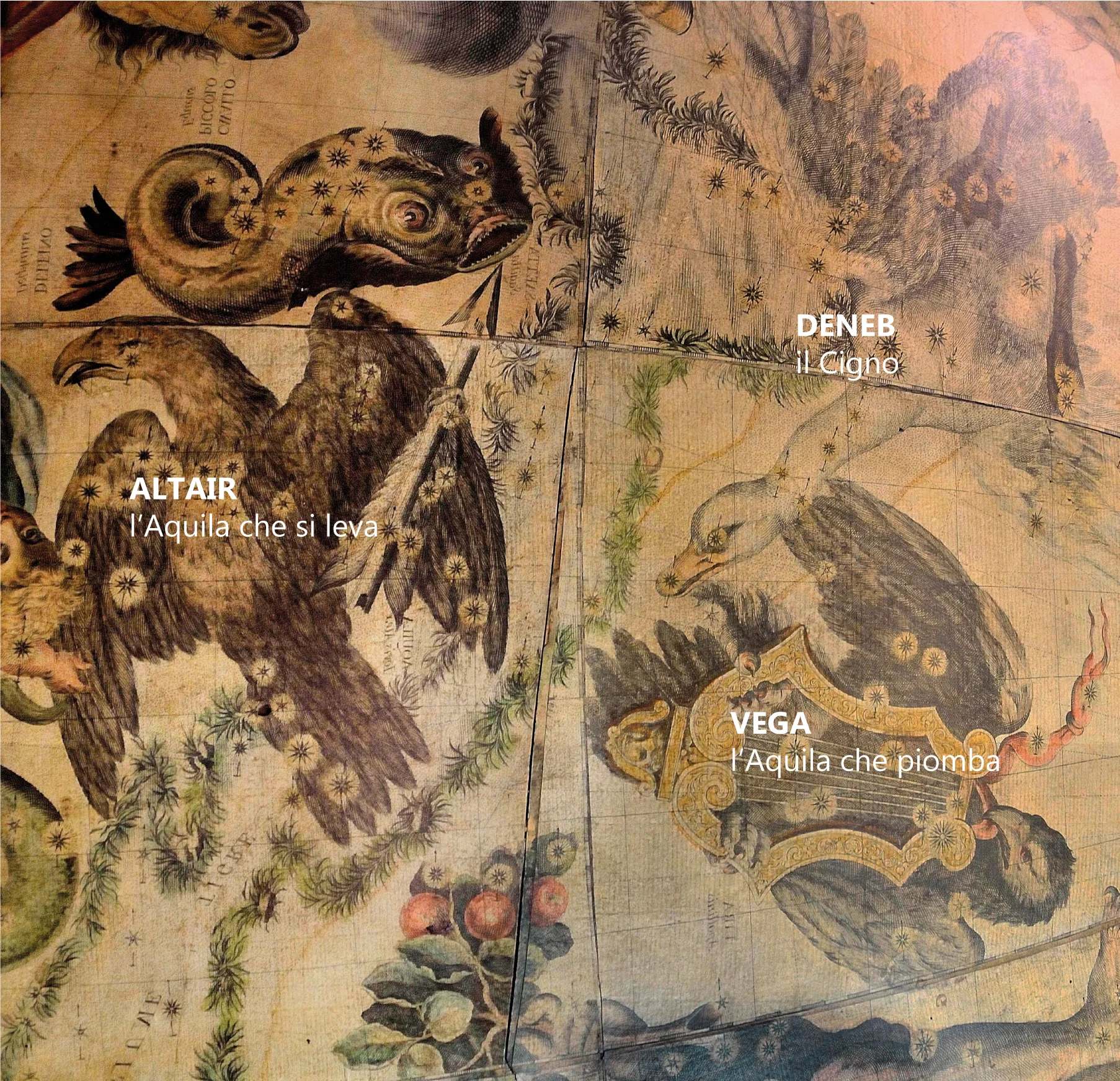 Francesco Coronelli, Celestial Globe of 1693 (edition 1803) (immagine rovesciata specularmente / image reversed specularly) Venezia, Museo Storico Navale Foto: Chiara Enzo and Marta Naturale, 2016