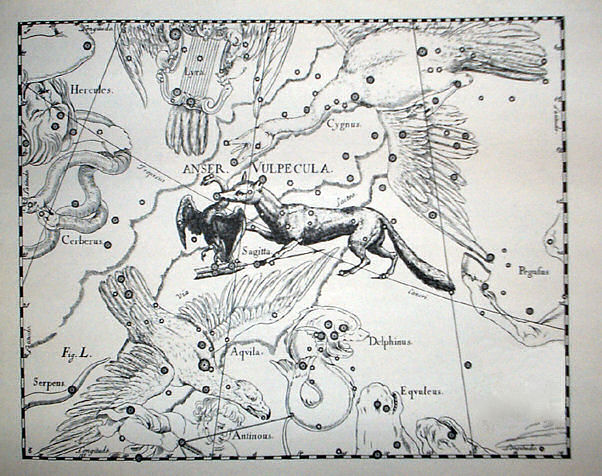 Vulpecula cum Anser Da / From : Johannes Hevelius, Firmamentum Sobiescianum, sive Uranographia , Gdansk 1690 Incisione a bulino / Engraving