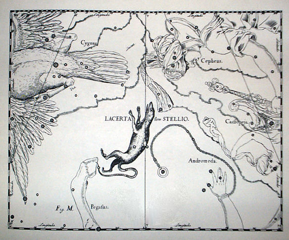 Lacerta sive Stellio Da/ From : Johannes Hevelius, Firmamentum Sobiescianum sive Uranografia, Gdansk 1690 Incisione a bulino/E ngraving