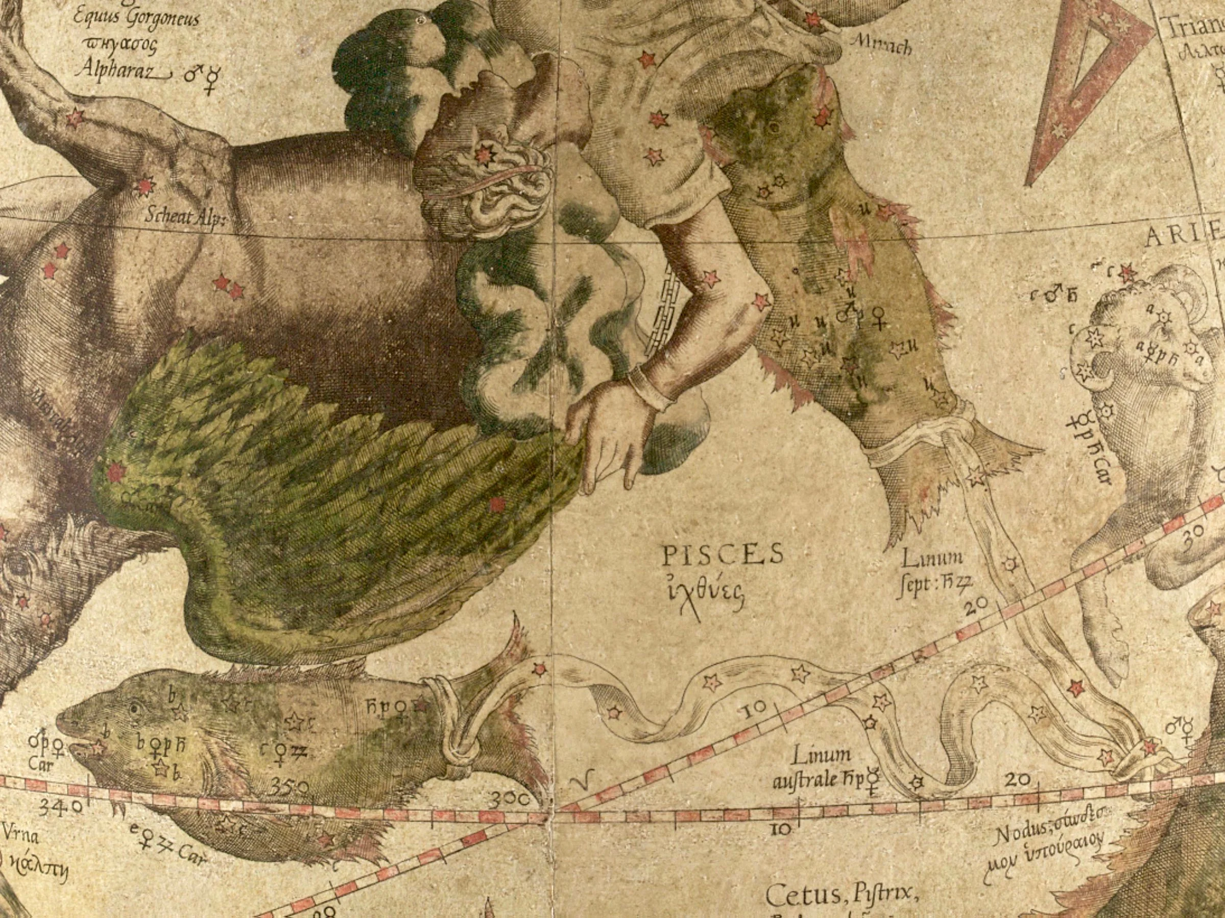 Exemple of Al Risha represented as a knot in Western cartography: Gerardus Mercator, Celestial Globe, 1551. Photo: The Mercator Globes at Harvard Map Collection, via Wikimedia Commons