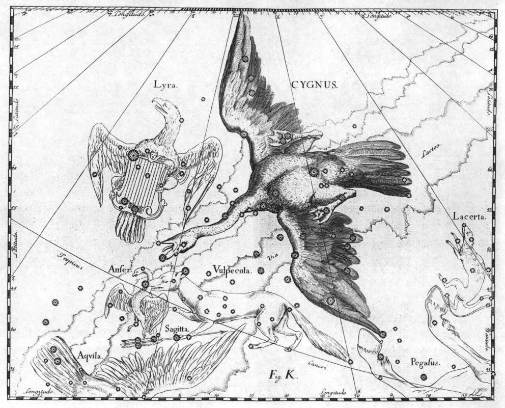 Johannes Hevelius, Constellation Cygnus , from Firmamentum Sobiescianum sive Uranografia , Gdansk 1690