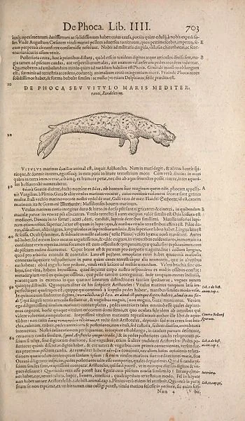 Conradi Gesneri medici Tigurini Historiae animalium liber IV : qui est De piscium & aquatilium animantium natura : cum iconibus singulorum ad viuum expressis ferè omnibus, Francofurti ad Moenum, 1604, II, p. 703