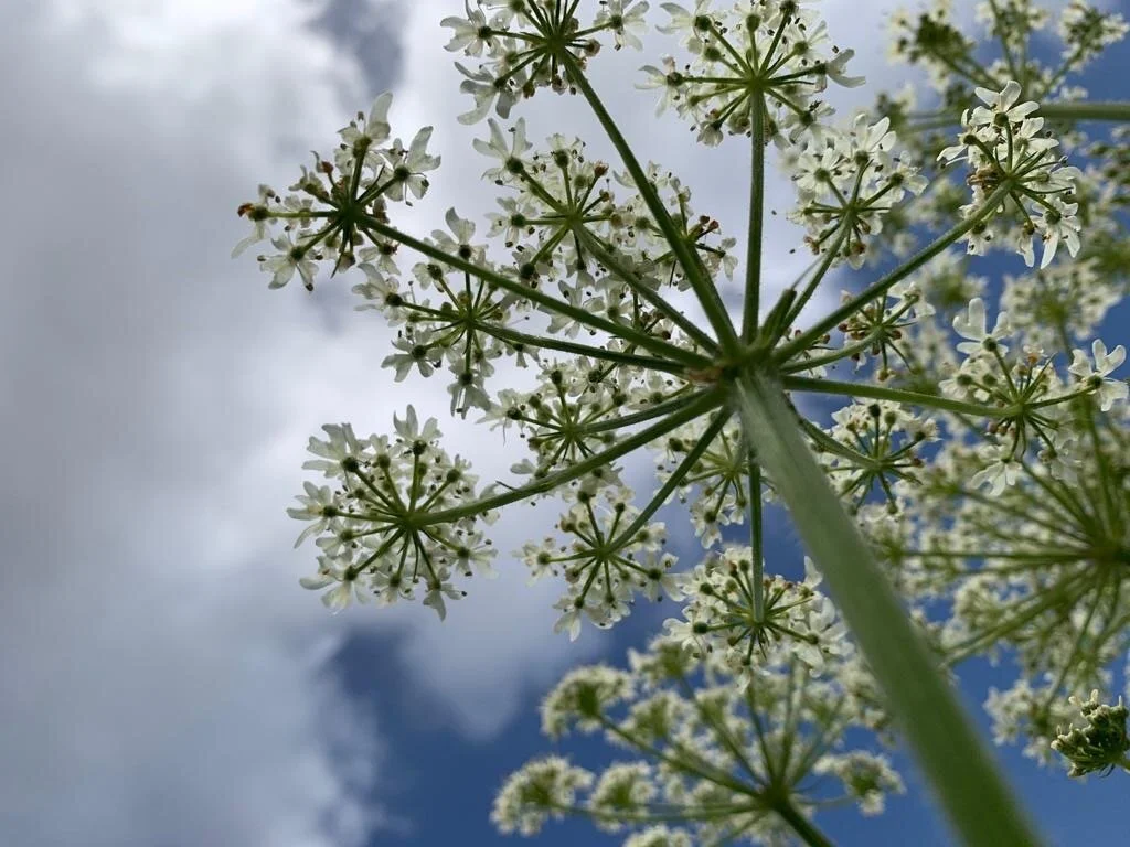 cow parsley.JPG
