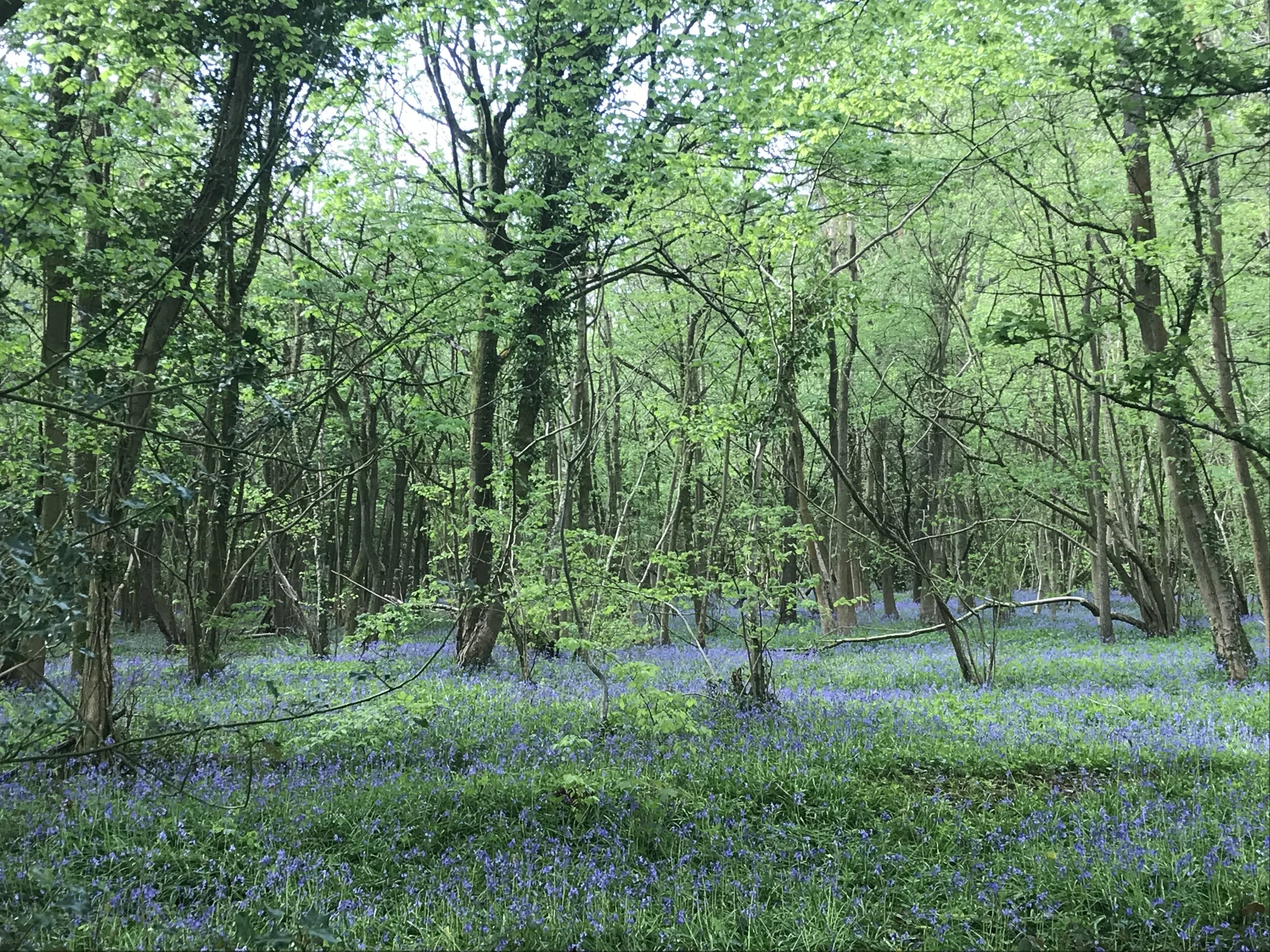 bluebell wood.JPG