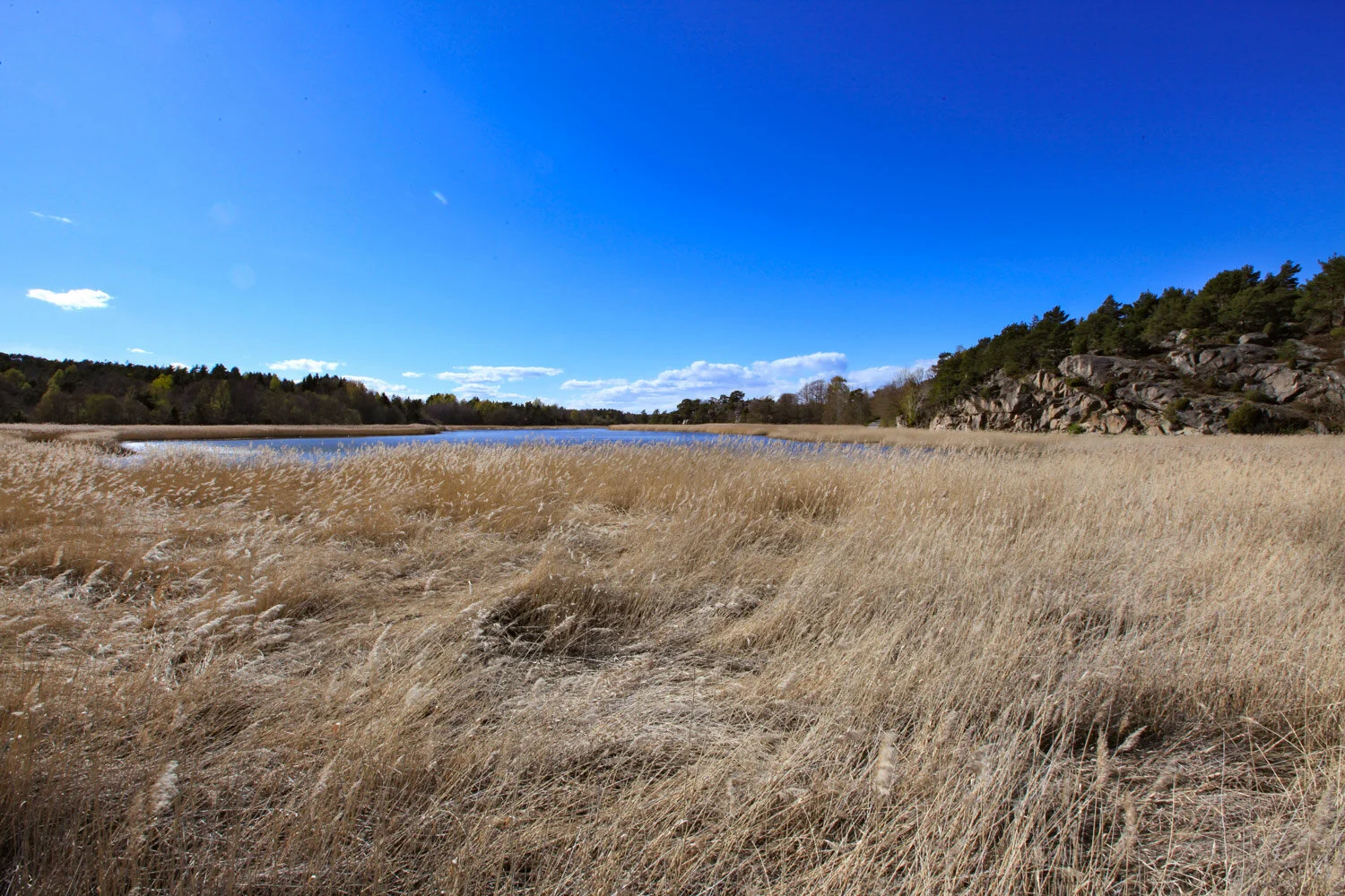 I takrørskogen ved Stafsengen på KIrkøy er også et meget godt sted å lytte til nattsangere i mai og juni.