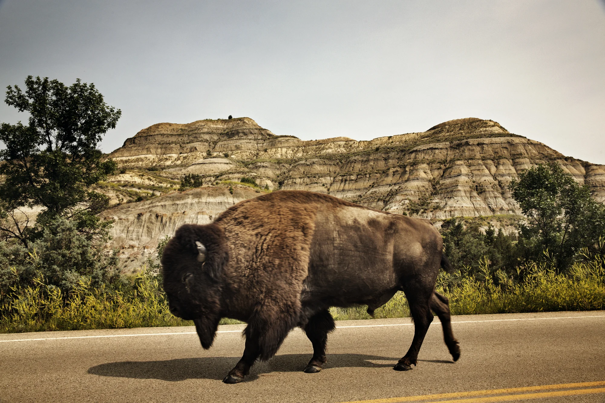  7/17/2014 Theodore Roosevelt National Park, North Dakota  An American Bison, or buffalo, roamed the badlands in the Teddy Roosevelt National Park, south of Watford City, North Dakota. 