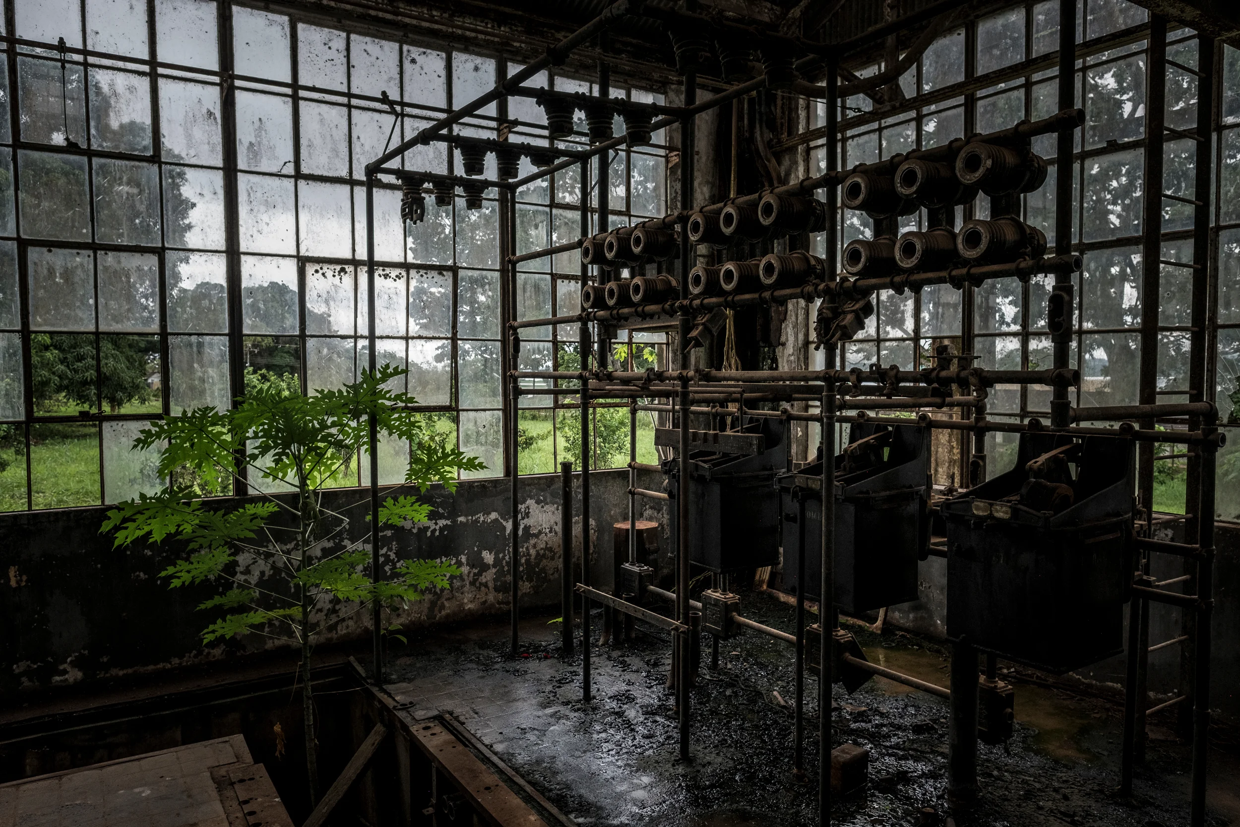  2/6/2017 Fordlandia, Brazil  Trees grew among old equipment in the abandoned workshops of Fordlandia. 